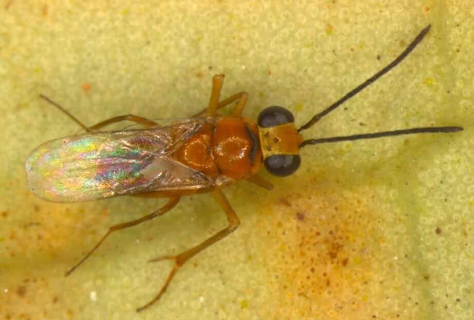 Leptomastix dactylopii