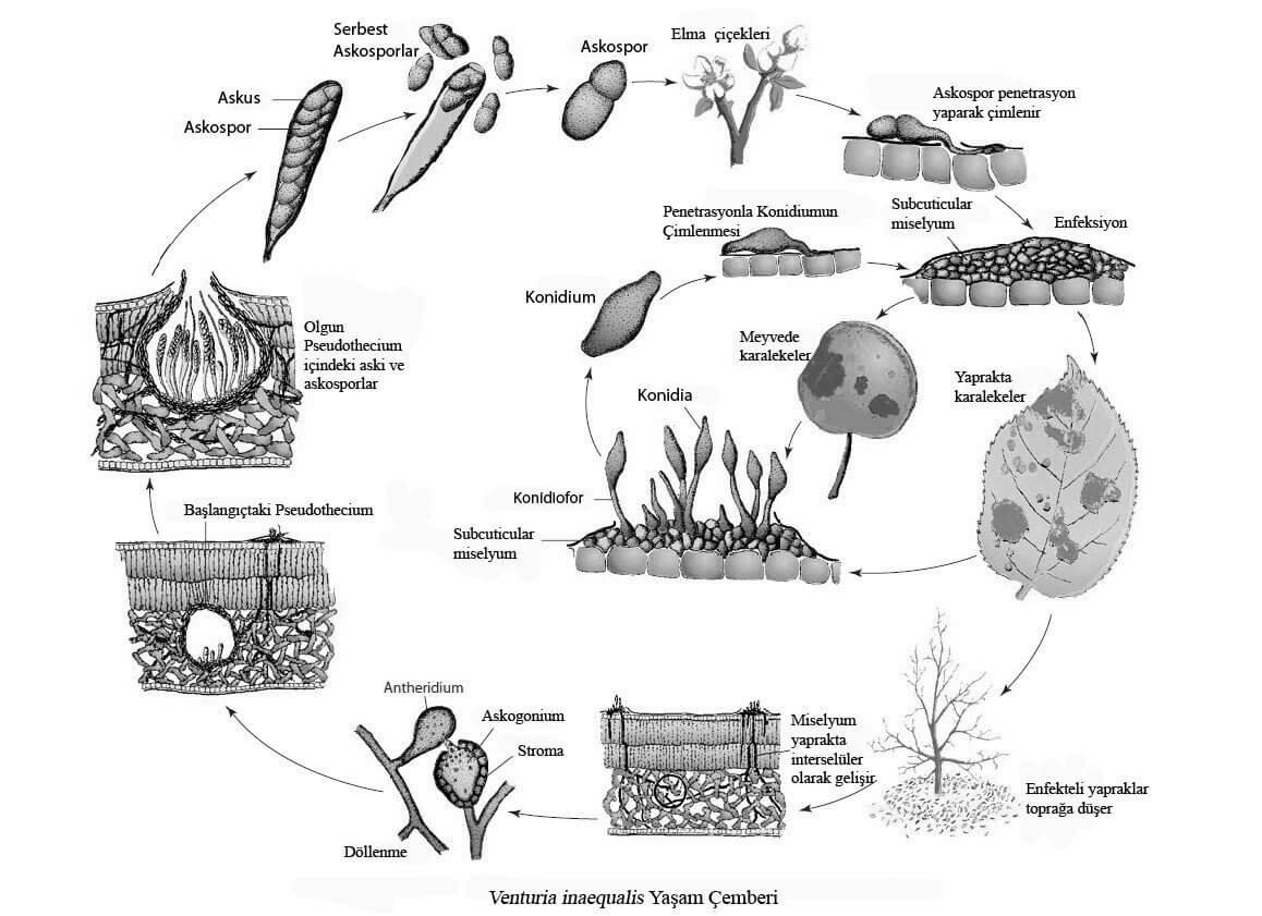 venturia inaqualis life cycle