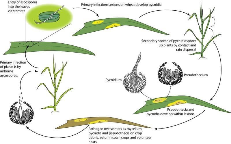 Life cycle