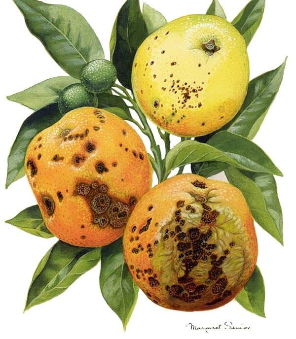 citrus-black-spot
