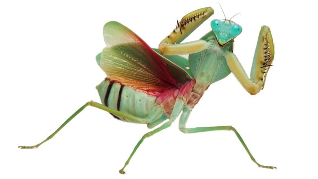 mantid