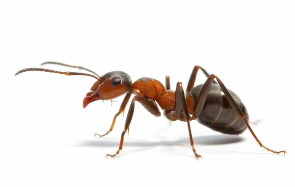 ants-newcastle-pest-control