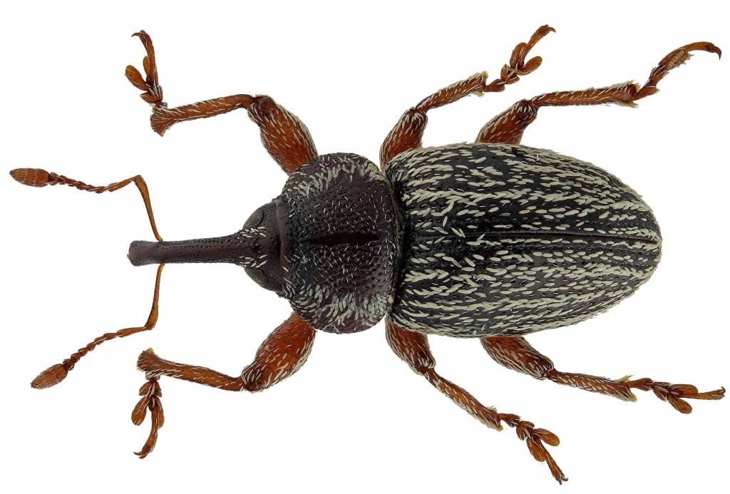 pachytychius-hordei