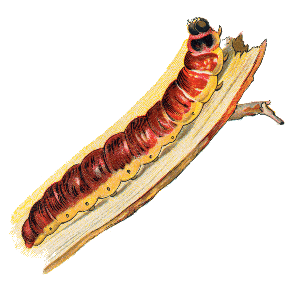 cossus_cossus_caterpillar-1