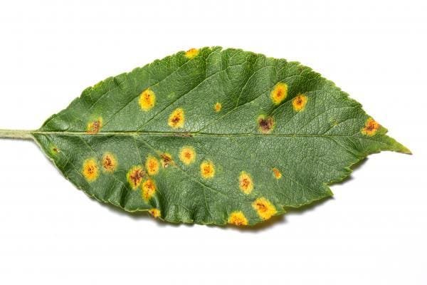 4-apple-rust2_19011_matt-bertone