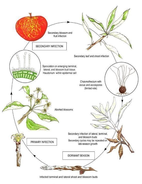 applepowderymildew