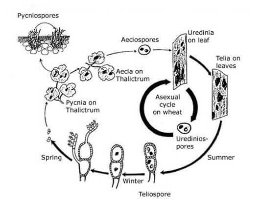life-cycle
