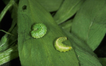 Hypera postica-larva-3