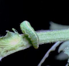Hypera postica-larva-5