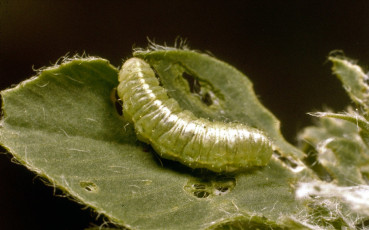 Hypera postica-larva-6