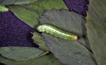 Hypera postica-larva-2