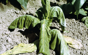 Southern bacterial wilt tobacco-9