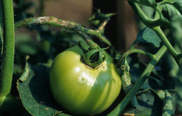 southern bacterial wilt tomato-9