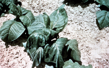 Southern bacterial wilt tobacco-10