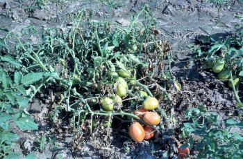 southern bacterial wilt tomato-7