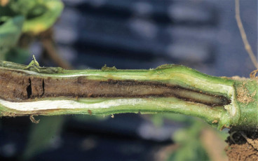 southern bacterial wilt tomato-10