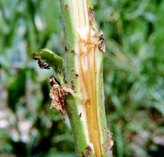 Southern bacterial wilt tobacco-2
