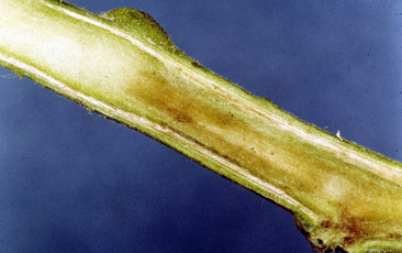 Southern bacterial wilt tobacco-5