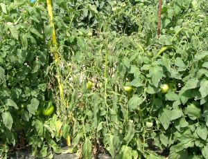 southern bacterial wilt tomato-1