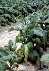 Southern bacterial wilt tobacco-11