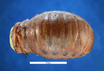 Leptinotarsa decemlineata-larva-dorsal