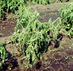 southern bacterial wilt tomato-3