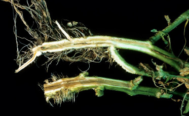 southern bacterial wilt tomato-15