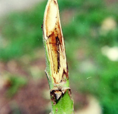 Southern bacterial wilt tobacco-3