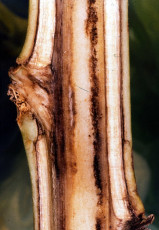 Southern bacterial wilt tobacco-12