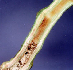 southern bacterial wilt tomato-4
