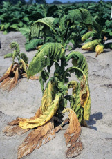 Southern bacterial wilt tobacco-8