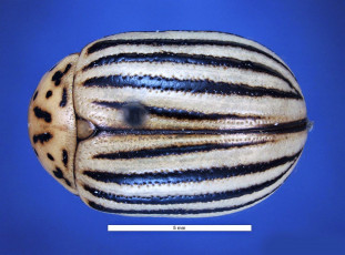 Leptinotarsa decemlineata-ergin-dorsal