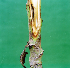 Southern bacterial wilt tobacco-1