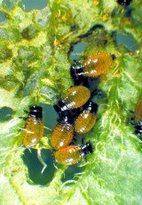 Leptinotarsa decemlineata- larva-3
