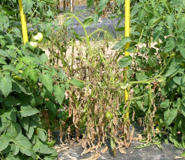 southern bacterial wilt tomato-8