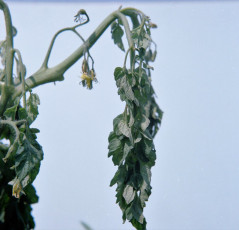 southern bacterial wilt tomato-2