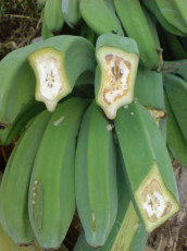 moko-banana-4