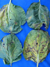pseudomonas-syringae-pv-maculicola-cauliflower-3
