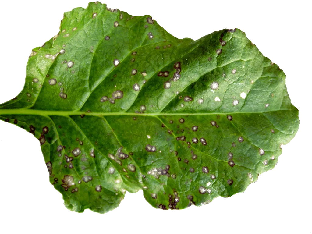 Cercospora-beticola