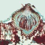 Courtesy W. E. MacHardy