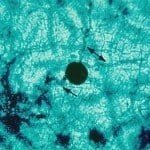 Courtesy W. E. MacHardy