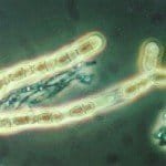 Courtesy W. E. MacHardy