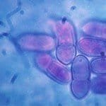 Courtesy W. E. MacHardy