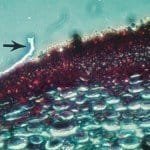 Courtesy W. E. MacHardy