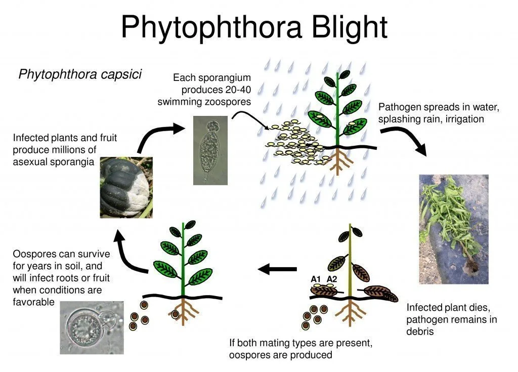 Pyhtophthora capsici yaşam döngüsü