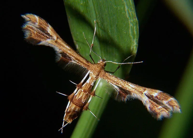 Platyptilia carduidactyla