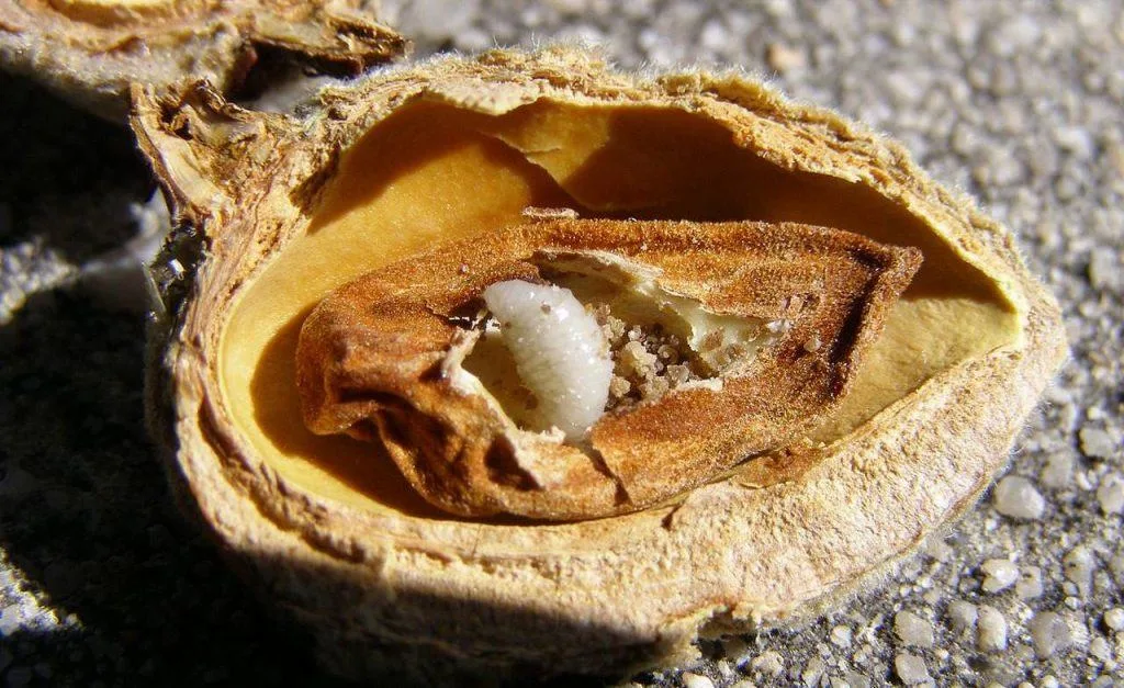 eurytoma-amygdali-larva