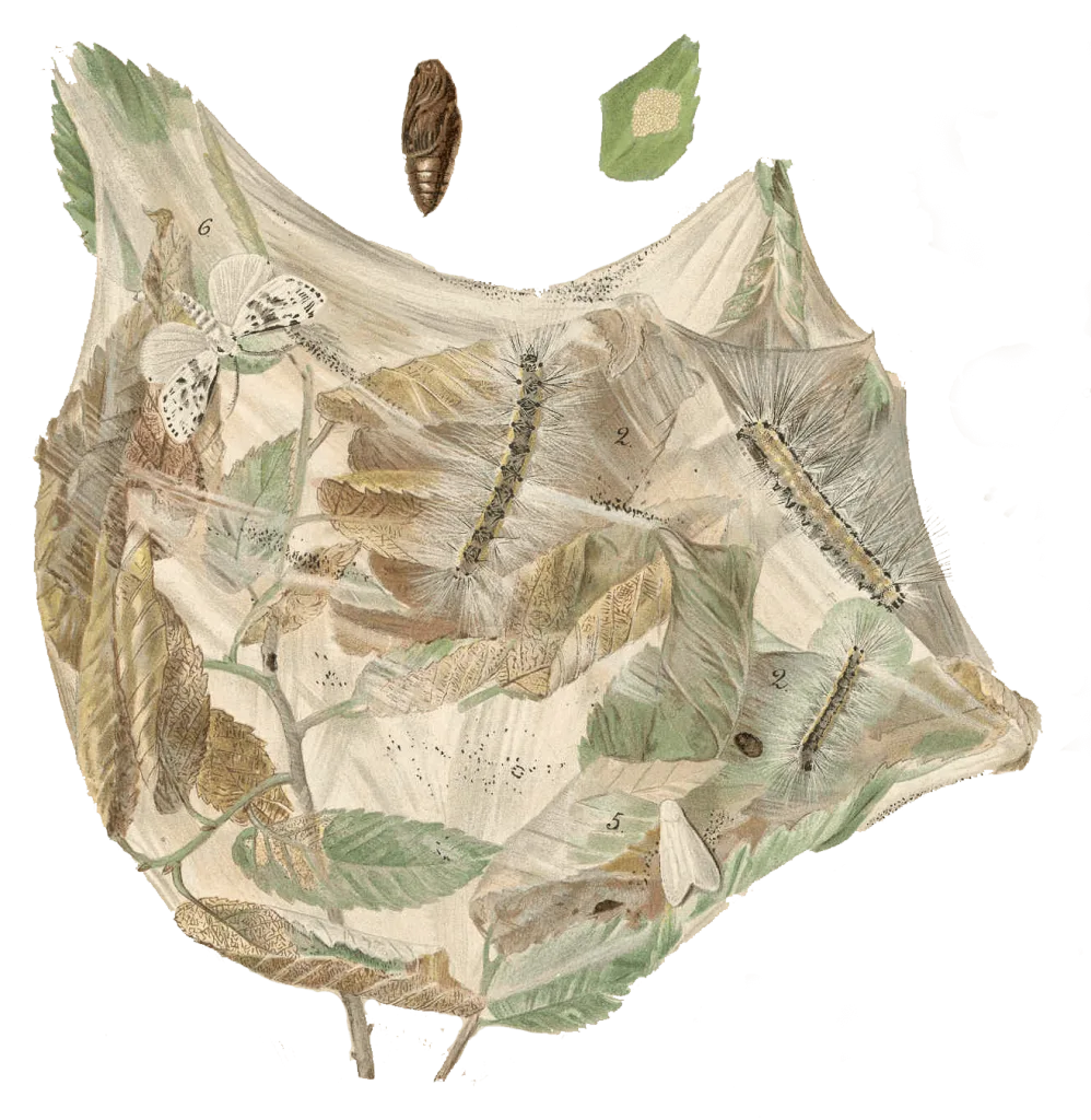 hyphantria_cunea
