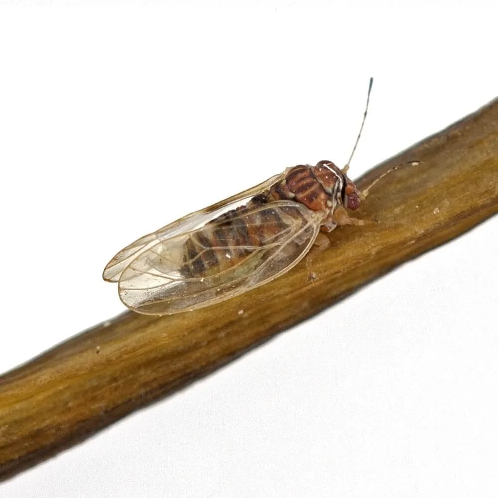 psyllidae