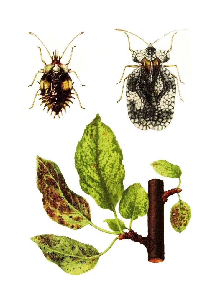 stephanitis-pyri-art